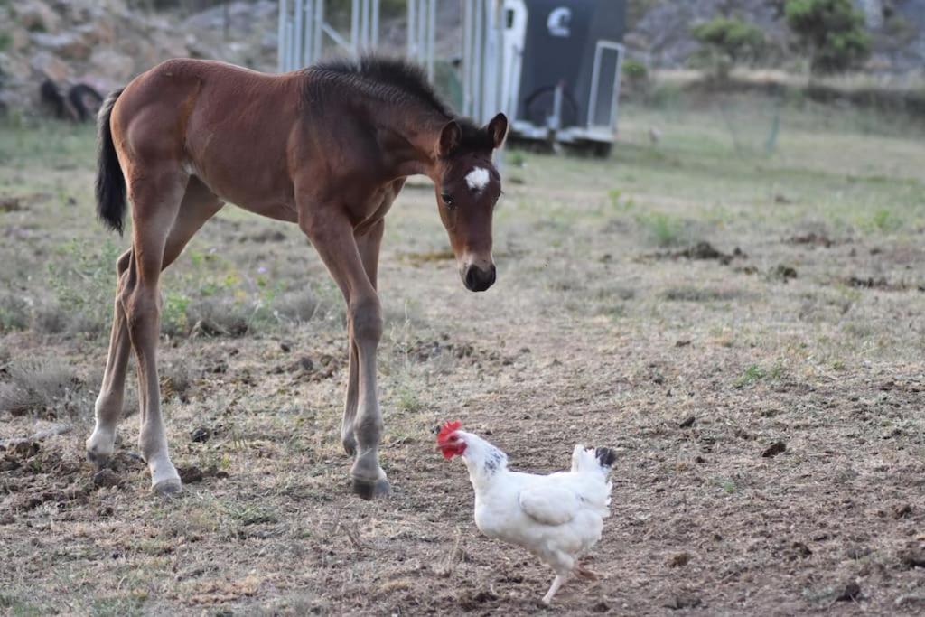 Gite A La Ferme Avec Jacuzzi Et Sauna Villefloure Zewnętrze zdjęcie