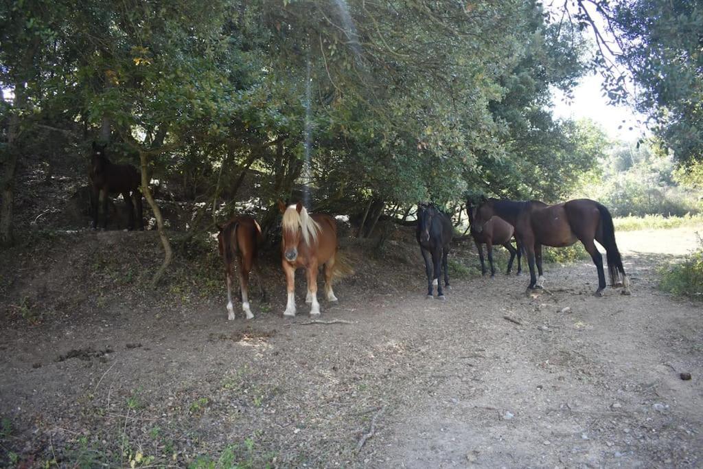 Gite A La Ferme Avec Jacuzzi Et Sauna Villefloure Zewnętrze zdjęcie