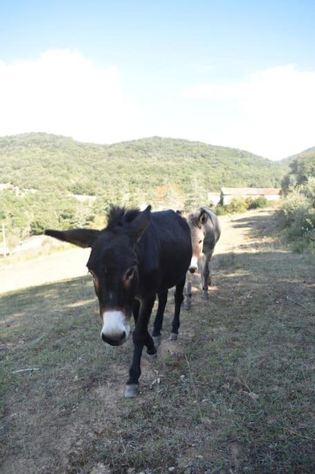 Gite A La Ferme Avec Jacuzzi Et Sauna Villefloure Zewnętrze zdjęcie