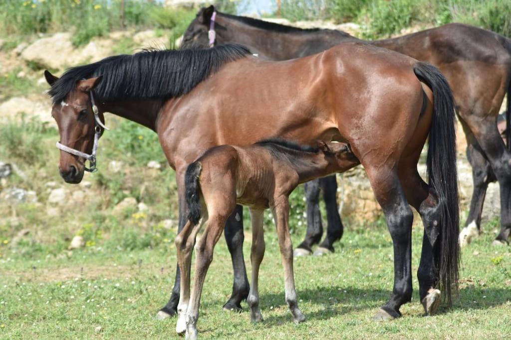 Gite A La Ferme Avec Jacuzzi Et Sauna Villefloure Zewnętrze zdjęcie